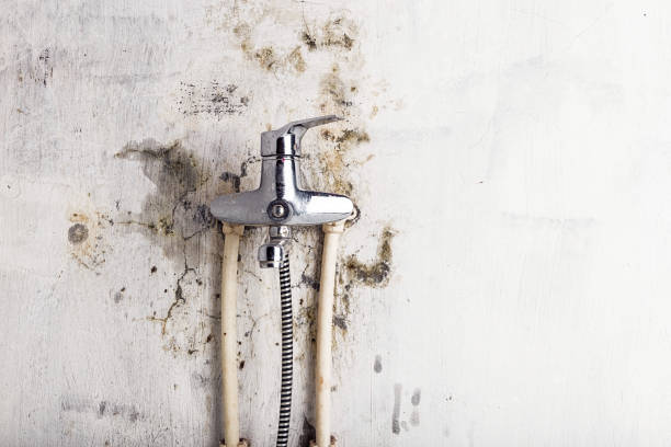Office Mold Removal Services in Mount Ora, OH