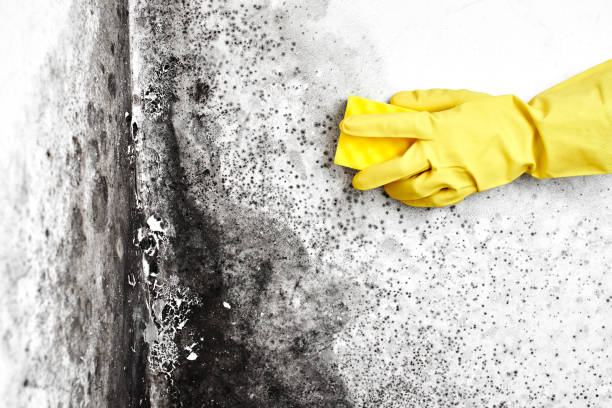 Best Certified Mold Removal  in Mount Ora, OH