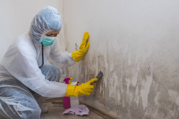 Best Emergency Mold Removal  in Mount Ora, OH