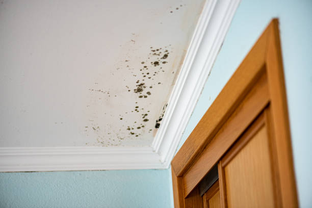 Best Residential Mold Removal  in Mount Ora, OH