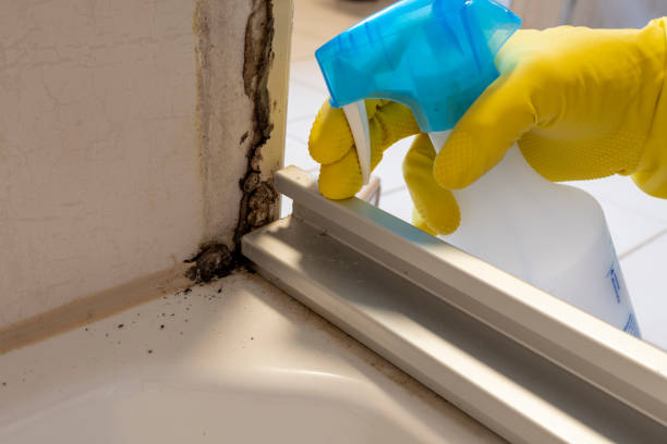 Best Mold Remediation Services  in Mount Ora, OH