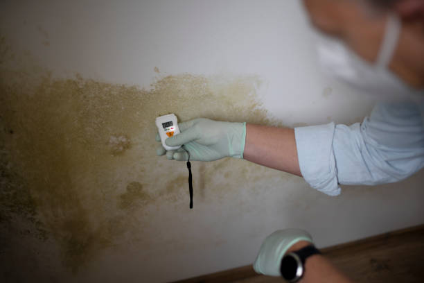 Best Water Damage Restoration  in Mount Ora, OH