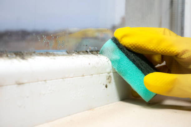Professional Mold Removal in Mount Ora, OH