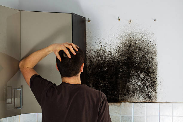 Best Same-Day Mold Removal  in Mount Ora, OH