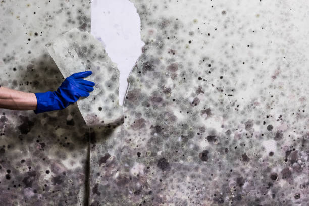 Best Local Mold Removal Service  in Mount Ora, OH