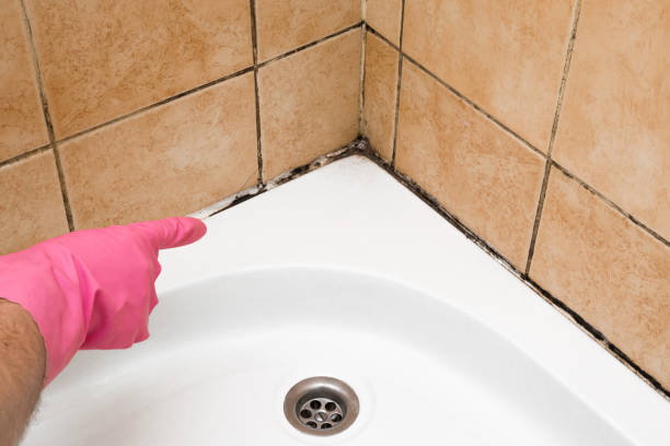 Mold Removal Process in Mount Ora, OH